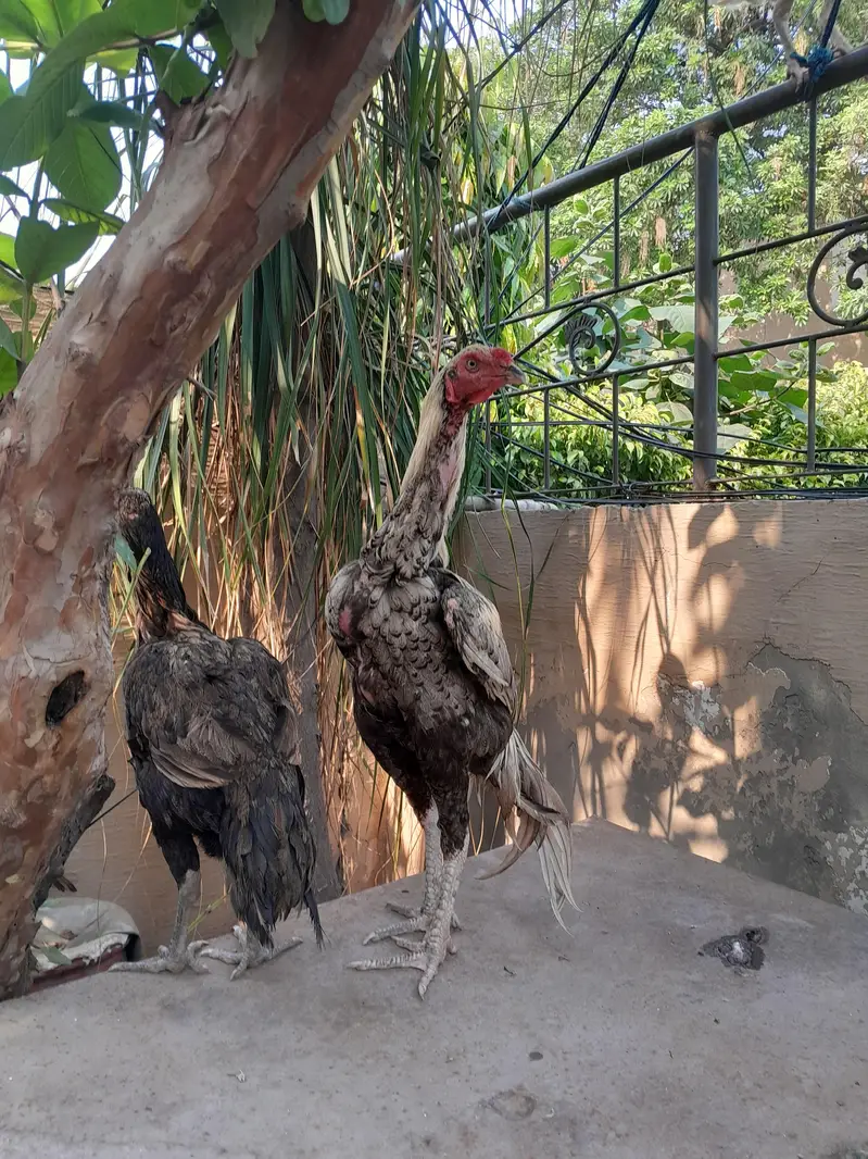 Aseel hen Aseel chicks — photo 12
