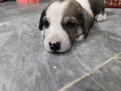 English Pointer puppy  for sale