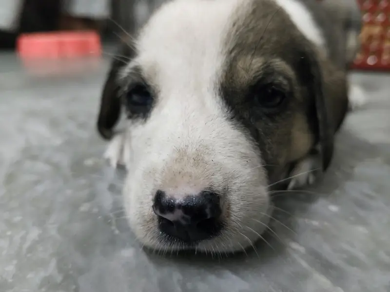 English Pointer puppy  for sale — photo 2