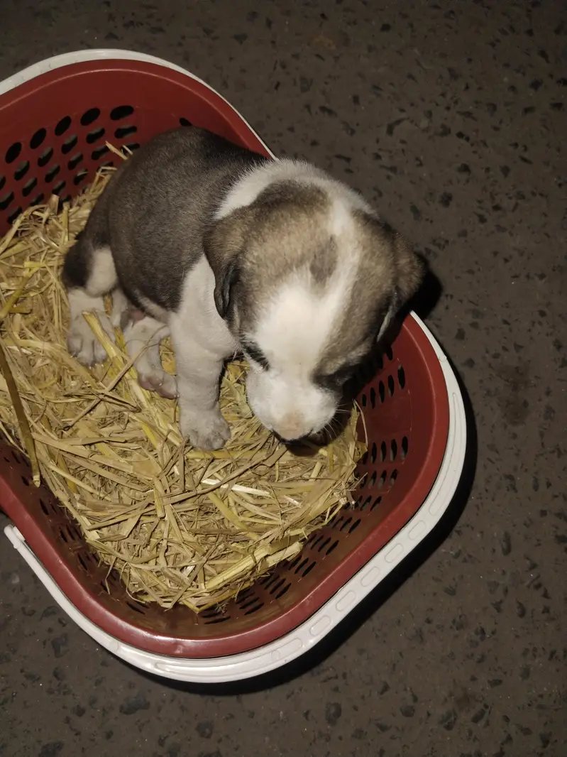 English Pointer puppy  for sale — photo 3
