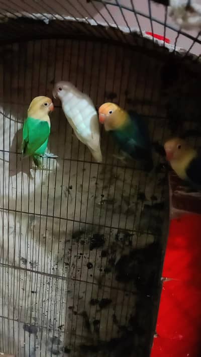 Bird's for sale in reasonable price