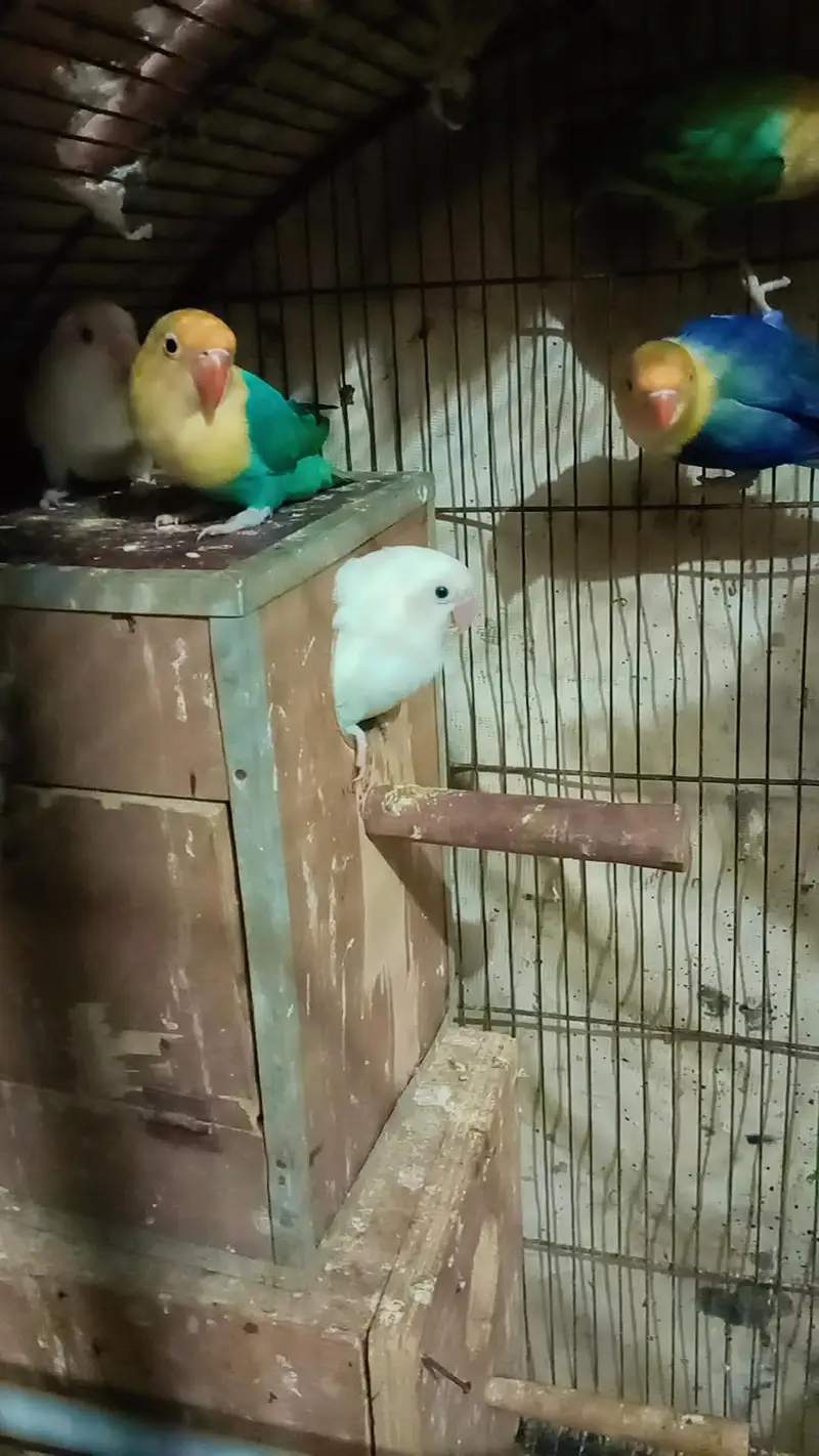 Bird's for sale in reasonable price — photo 2