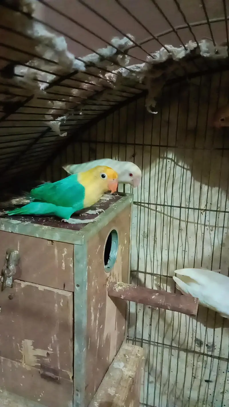 Bird's for sale in reasonable price — photo 3