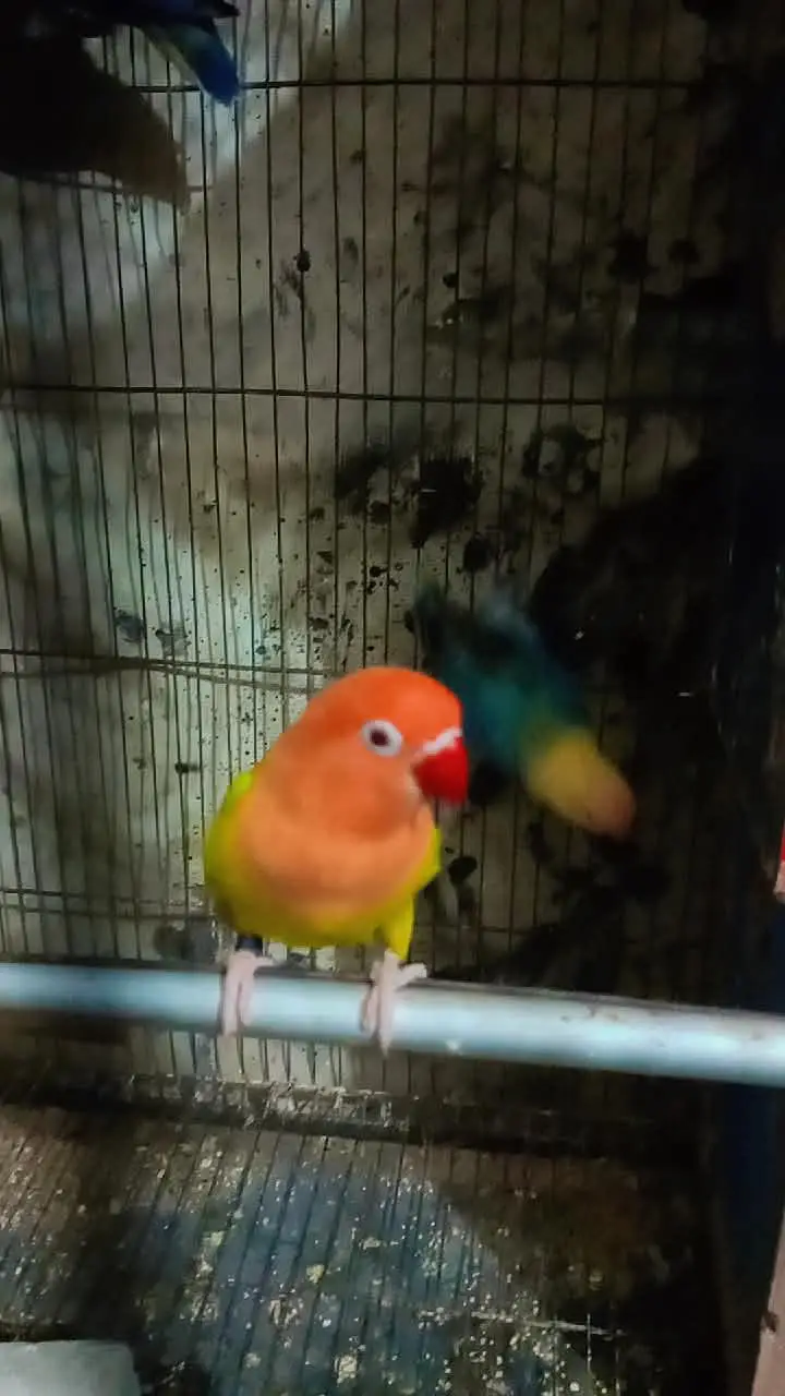 Bird's for sale in reasonable price — photo 4
