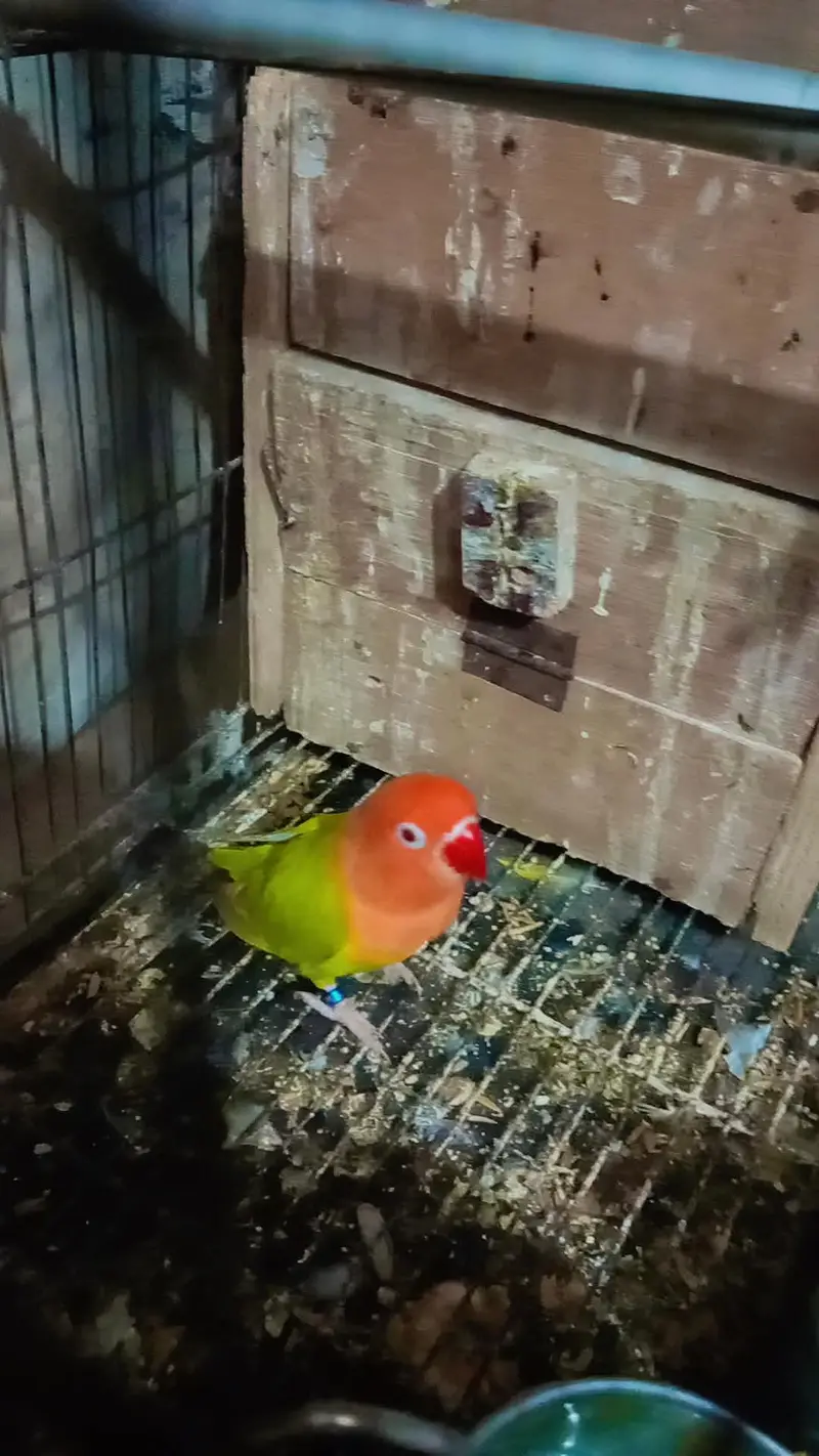 Bird's for sale in reasonable price — photo 5