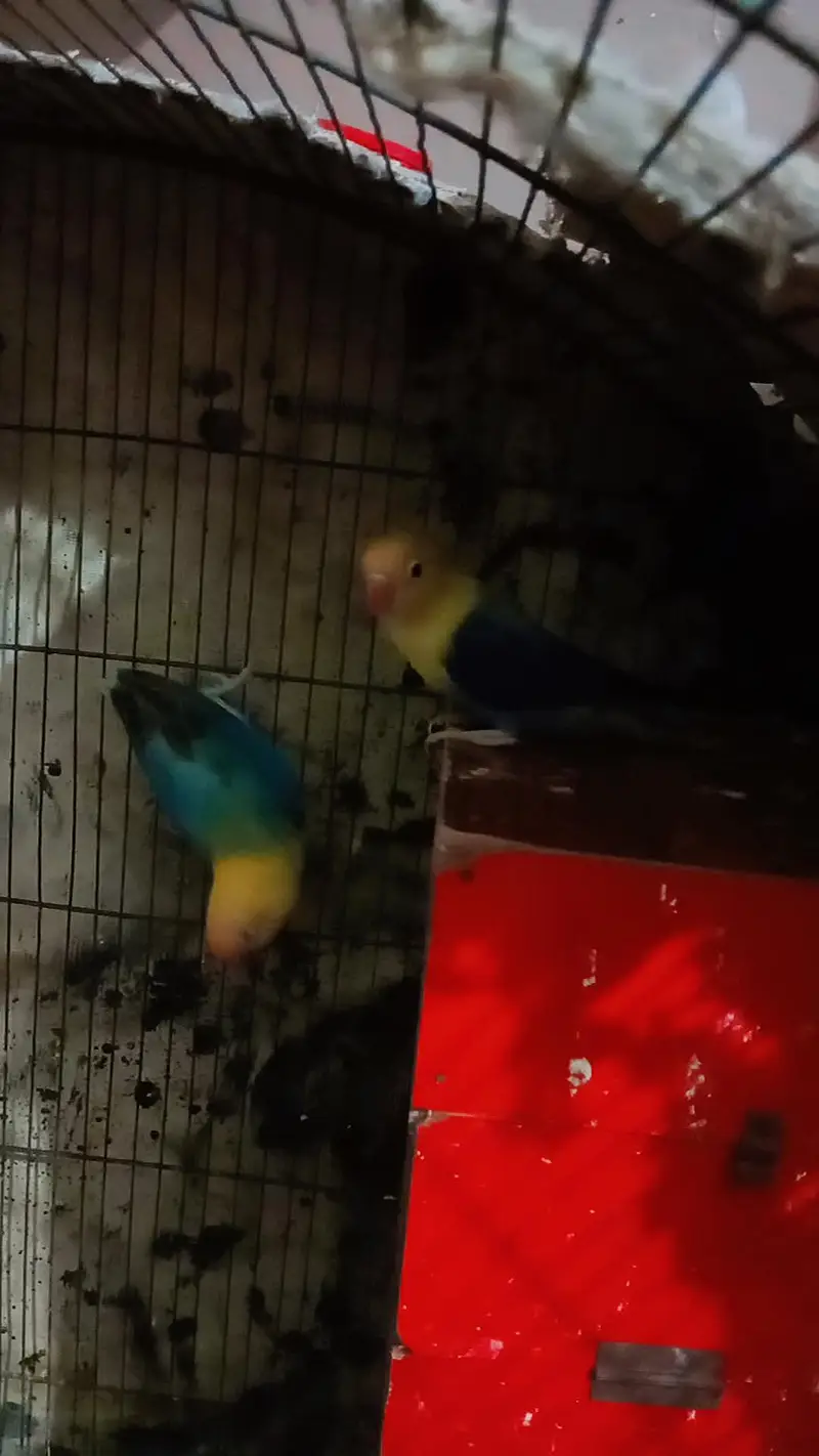 Bird's for sale in reasonable price — photo 6