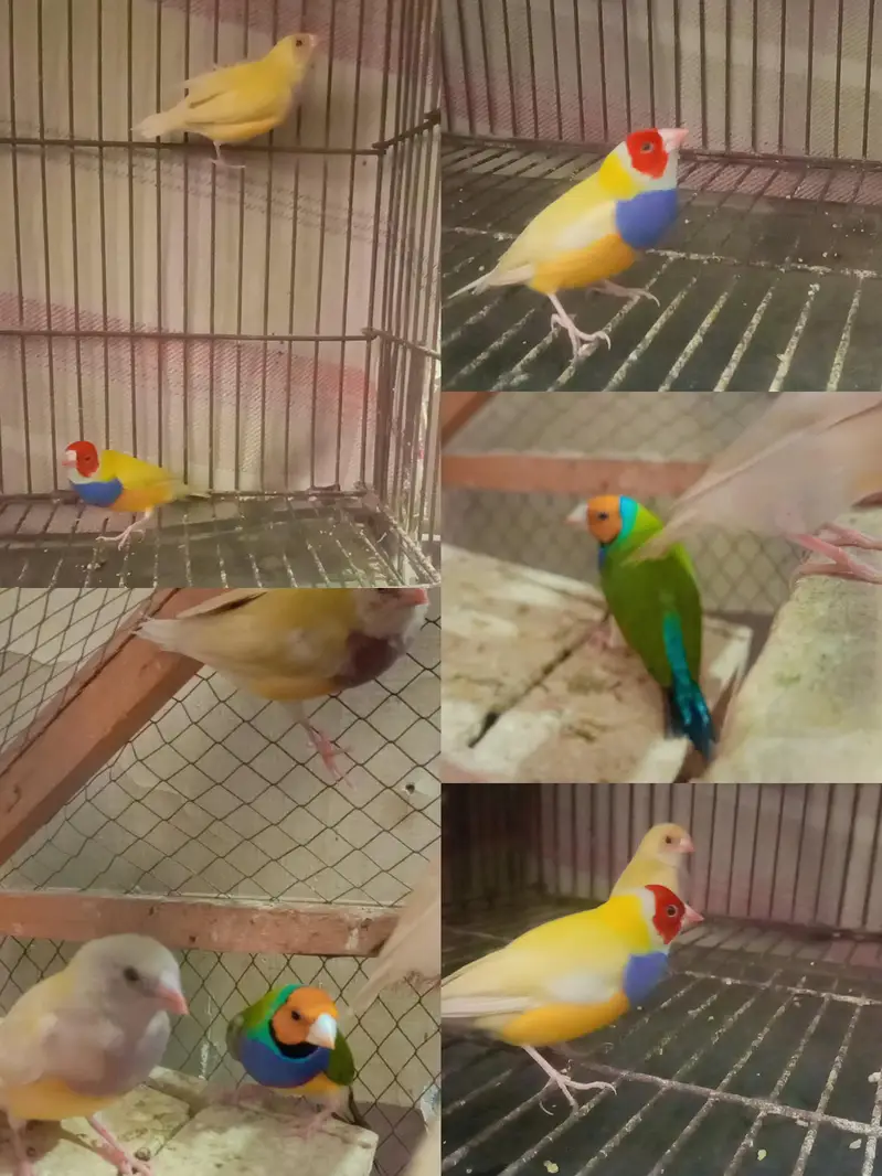 Bird's for sale in reasonable price — photo 7
