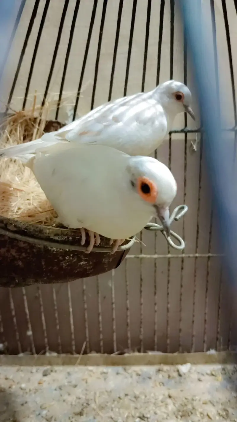 Bird's for sale in reasonable price — photo 8