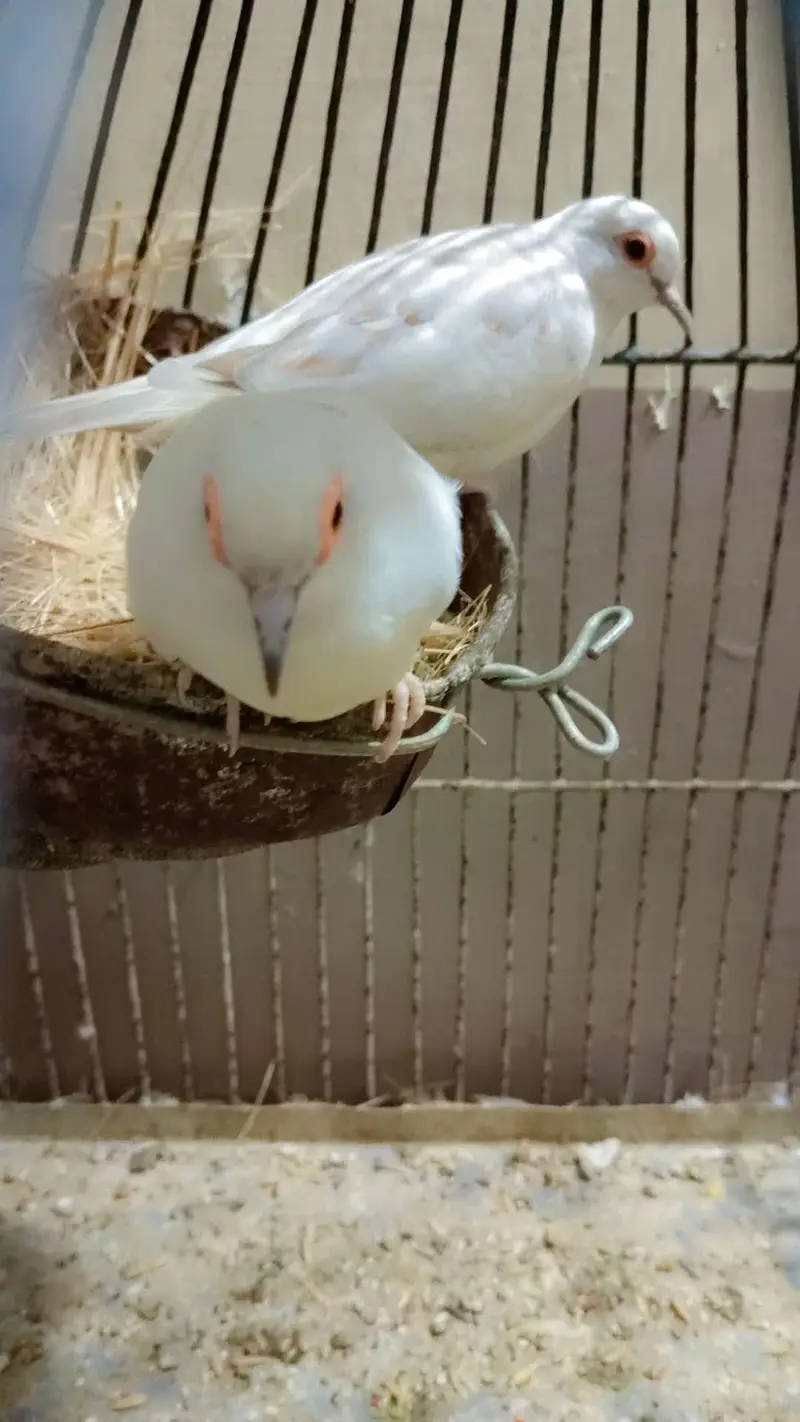 Bird's for sale in reasonable price — photo 9