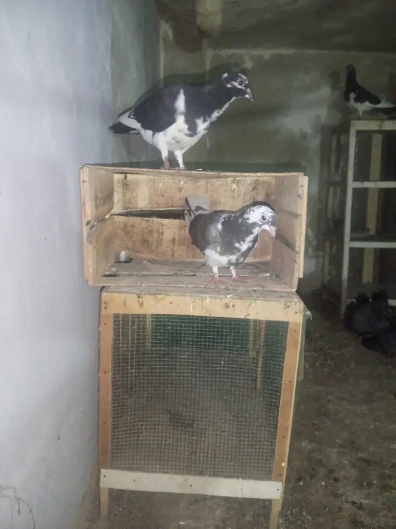 Sherazi pathay — photo 3