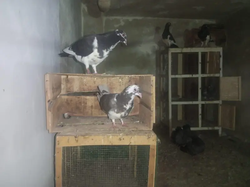 Sherazi pathay — photo 5