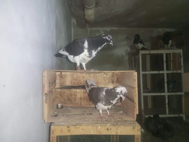 Sherazi pathay — photo 7