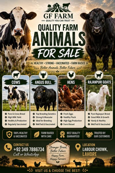 Cows for Sale| Bulls | Pregnant animals