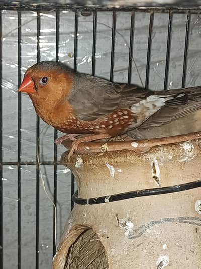 full orange  pair ready to breed zebra finch