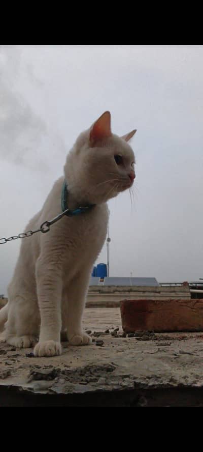 Persian cat for sale with cage