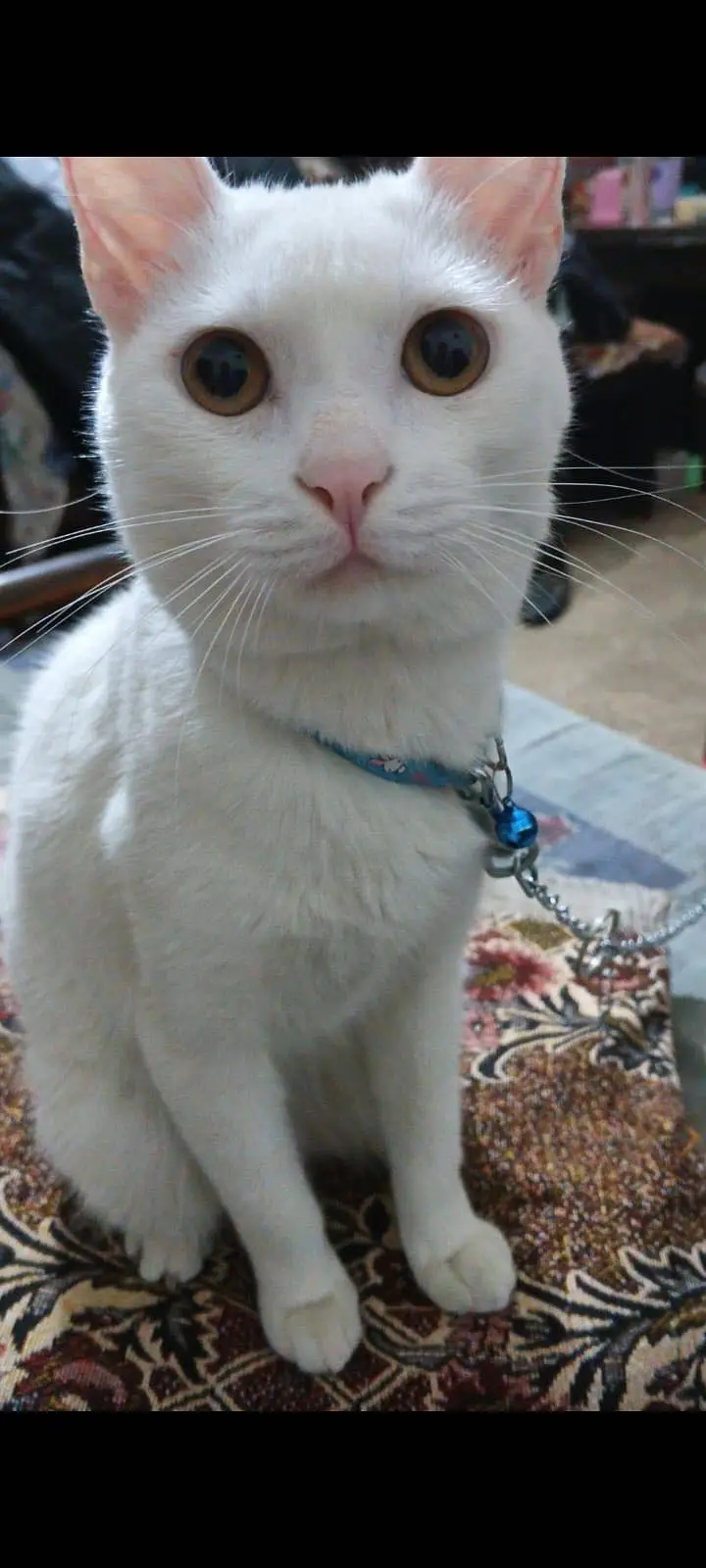 Persian cat for sale with cage — photo 2