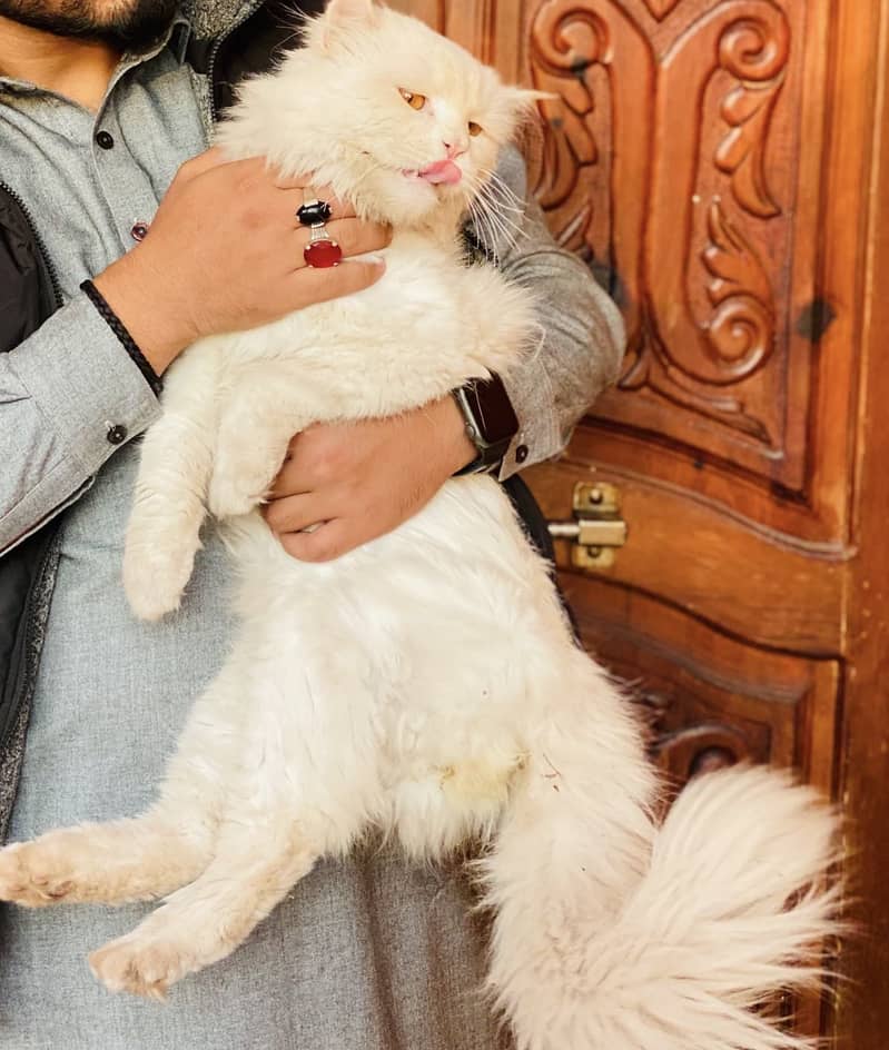 Persian kittens 0