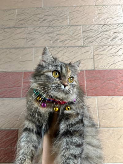 Persian female