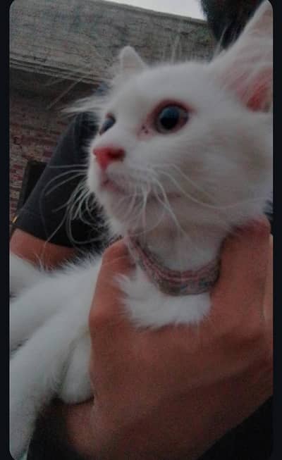 Persian Kitten for sale