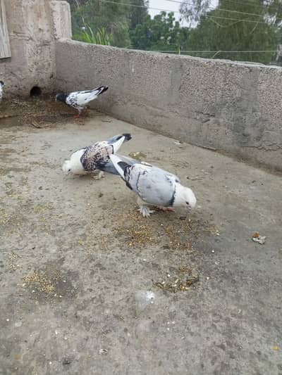 Sentinet Pigeon Pair – Healthy Male & Female | Breeding Pair
