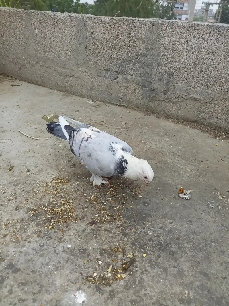 Sentinet Pigeon Pair – Healthy Male & Female | Breeding Pair — photo 2