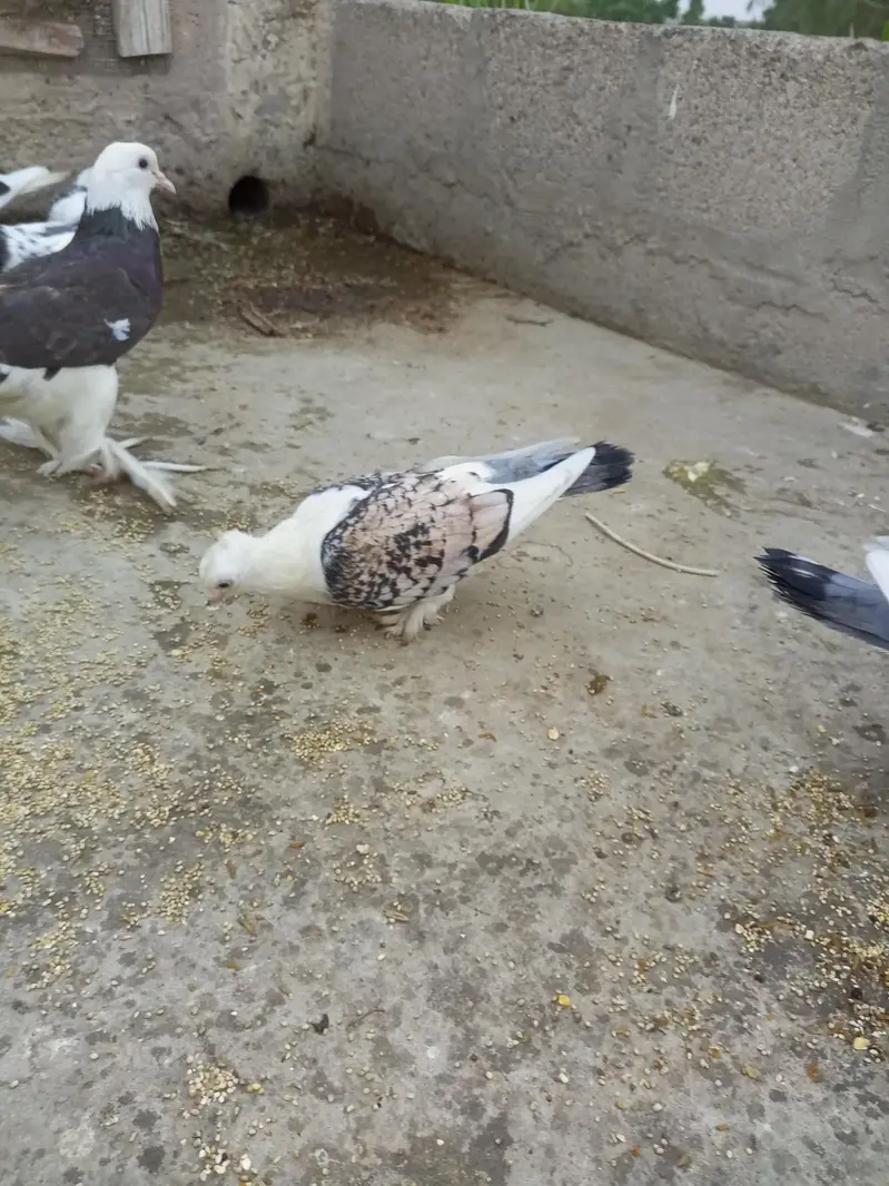 Sentinet Pigeon Pair – Healthy Male & Female | Breeding Pair — photo 3