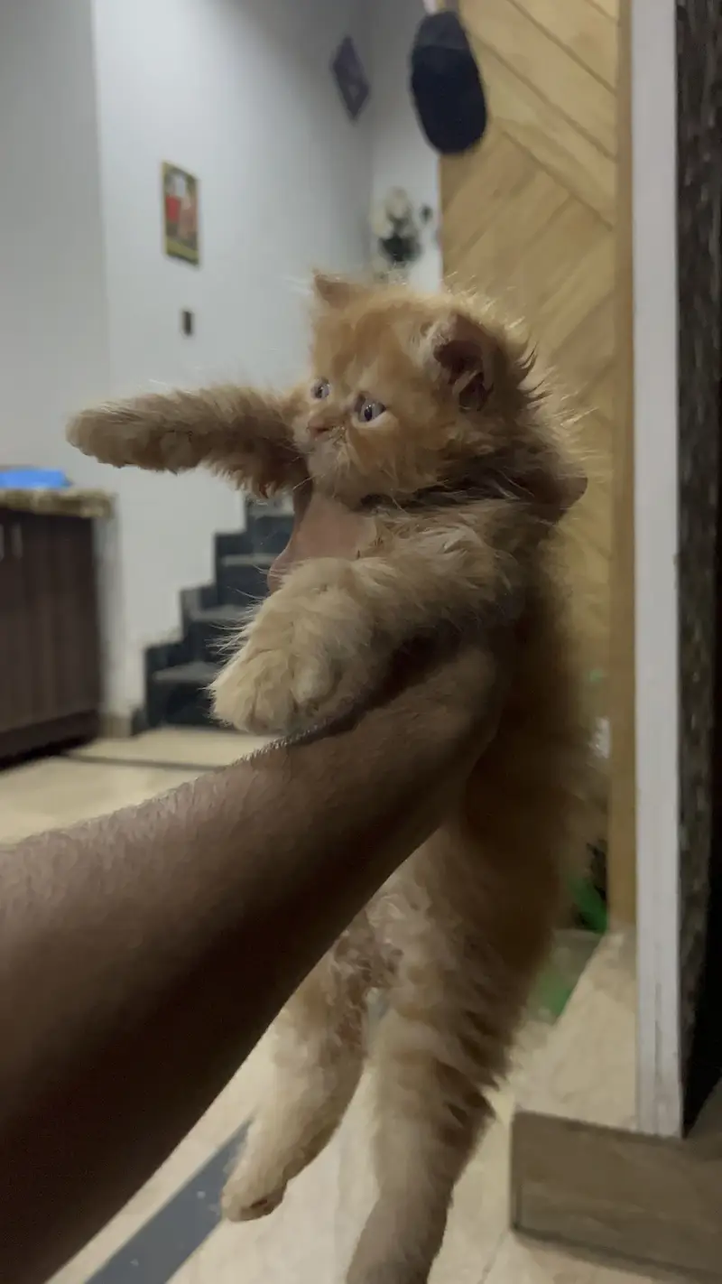 Triple Coated Semi Punch Face Kittens Available — photo 2