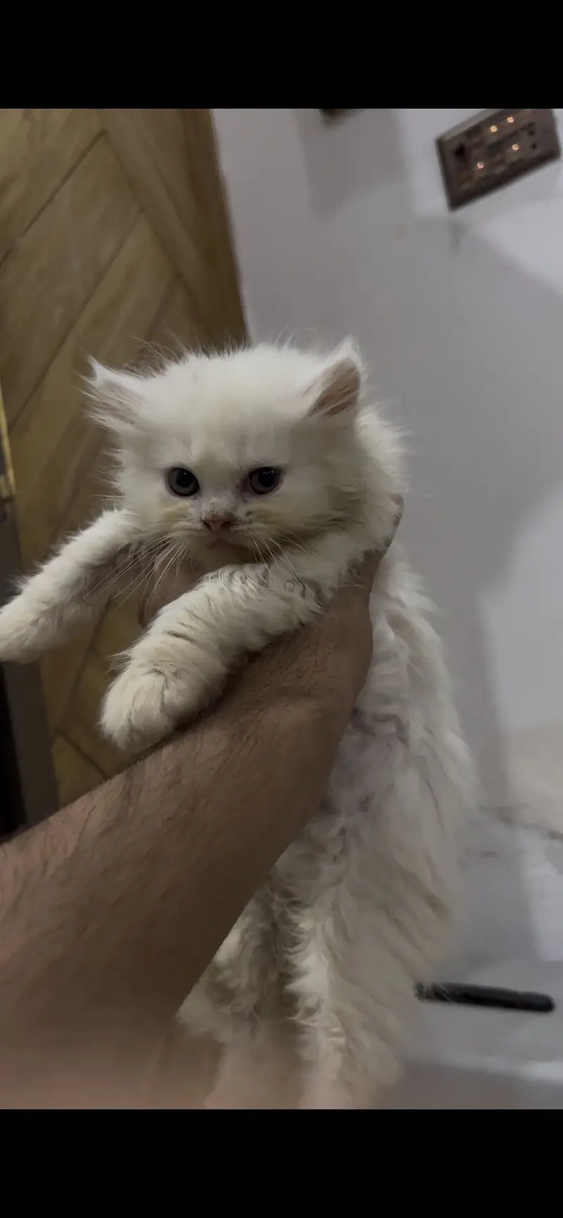 Triple Coated Semi Punch Face Kittens Available — photo 3