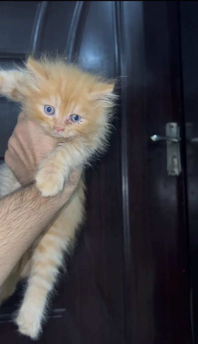 Triple Coated Semi Punch Face Kittens Available — photo 4