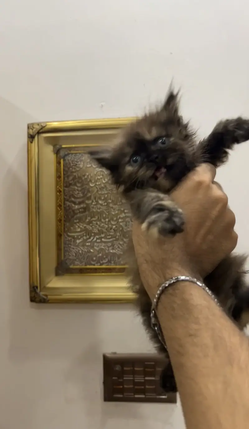 Triple Coated Semi Punch Face Kittens Available — photo 5