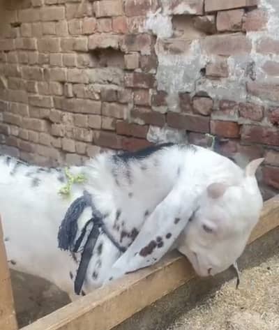 Makhi cheena rajan puri goat male