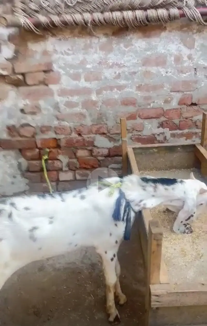 Makhi cheena rajan puri goat male — photo 2