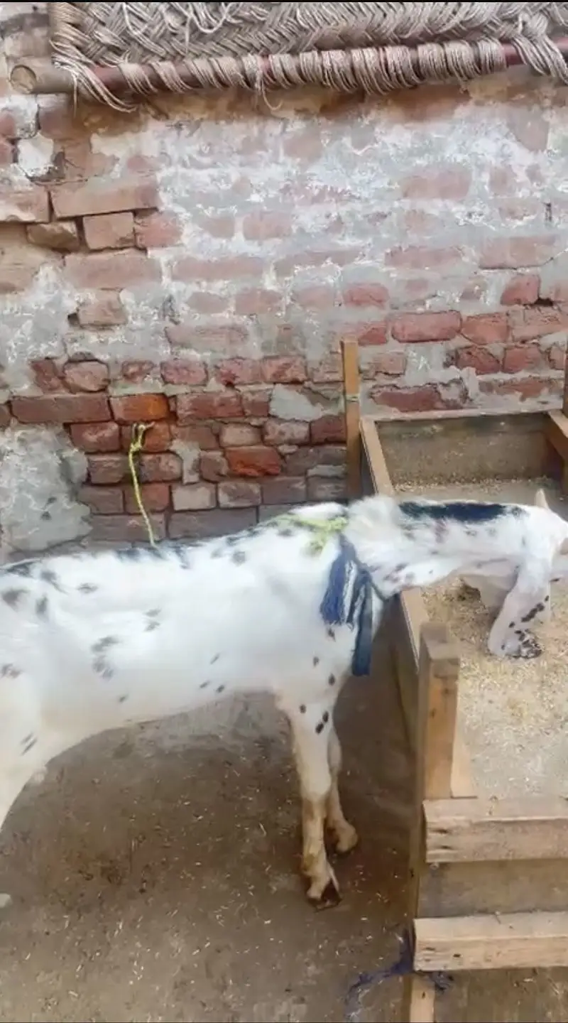 Makhi cheena rajan puri goat male — photo 3