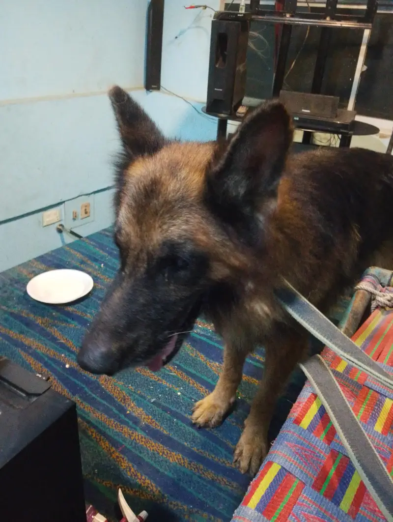 siruos Byer rabta kare — photo 2