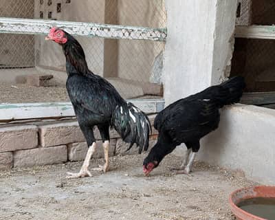 lasani patha mushkil murgi