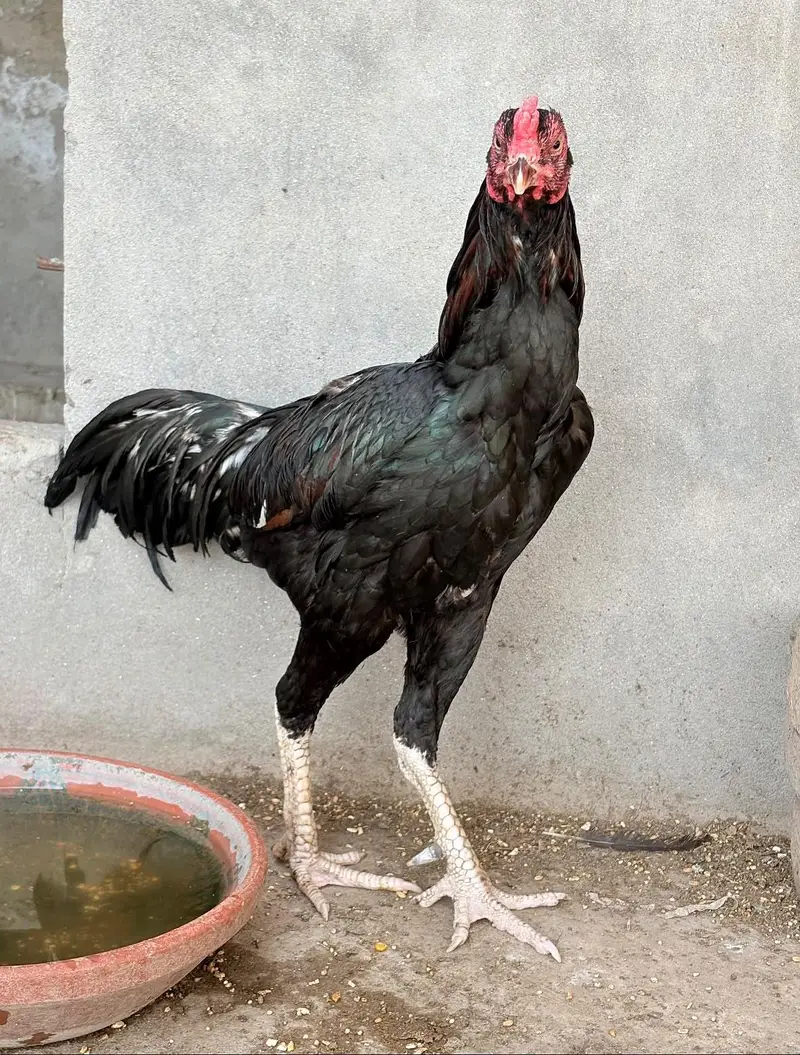 lasani patha mushkil murgi — photo 2