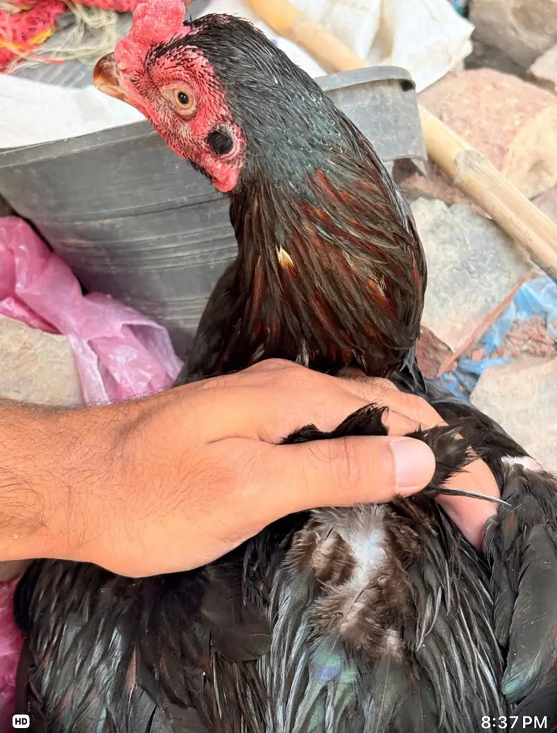lasani patha mushkil murgi — photo 3