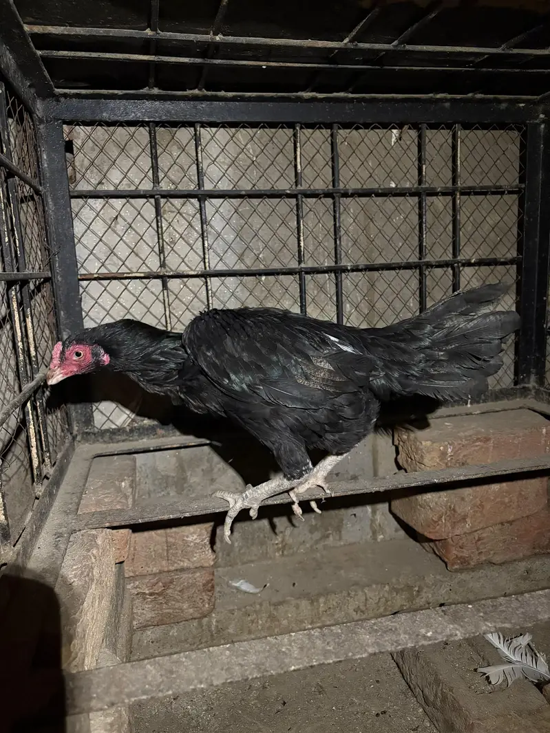 lasani patha mushkil murgi — photo 6