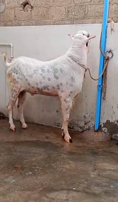 Bakra for sale