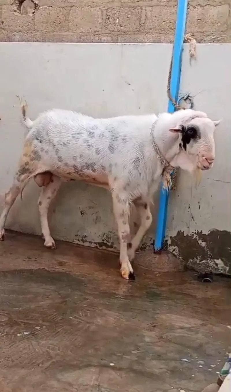 Bakra for sale — photo 2