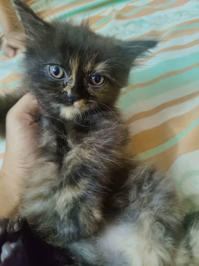 playful kittens for sale -Lahore