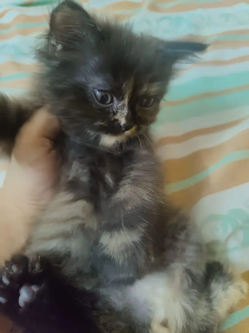 playful kittens for sale -Lahore — photo 2