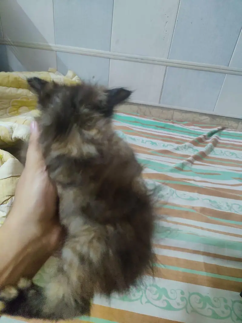 playful kittens for sale -Lahore — photo 3