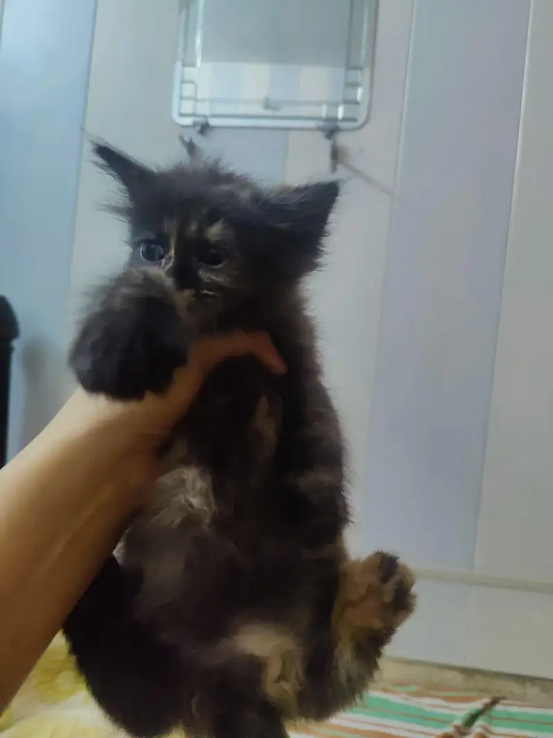 playful kittens for sale -Lahore — photo 4