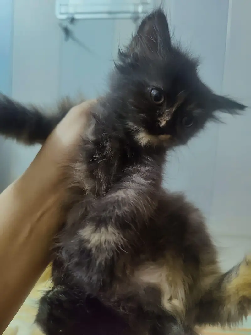 playful kittens for sale -Lahore — photo 5