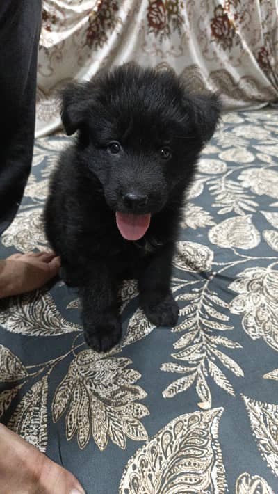 German Shepherd Male puppy