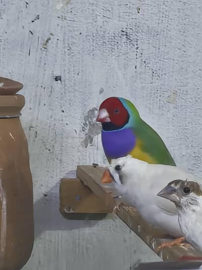Goladian finchs breeder