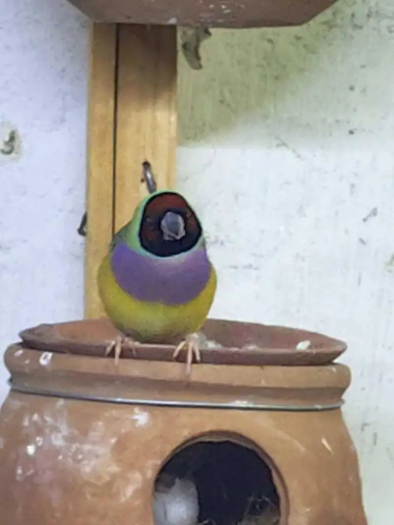 Goladian finchs breeder — photo 3