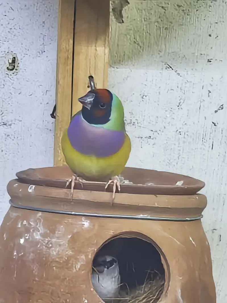 Goladian finchs breeder — photo 5