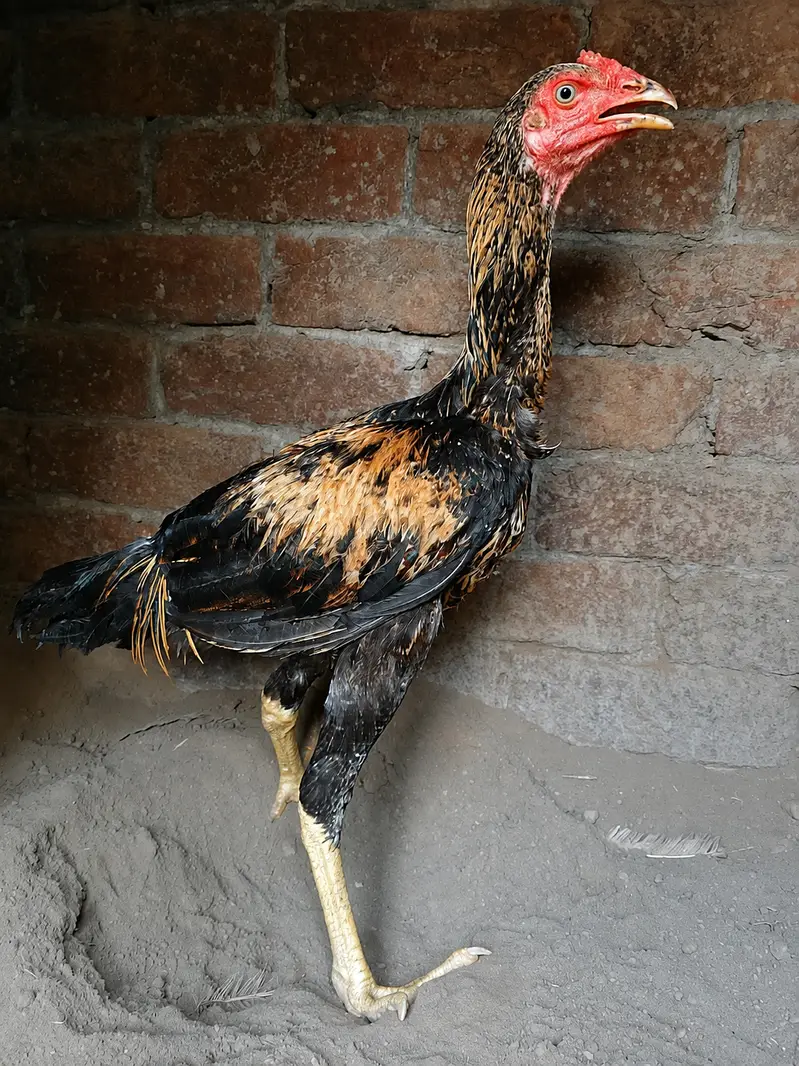 Game Bloodline | Pure Pakistani Patha — photo 2